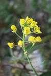油菜花