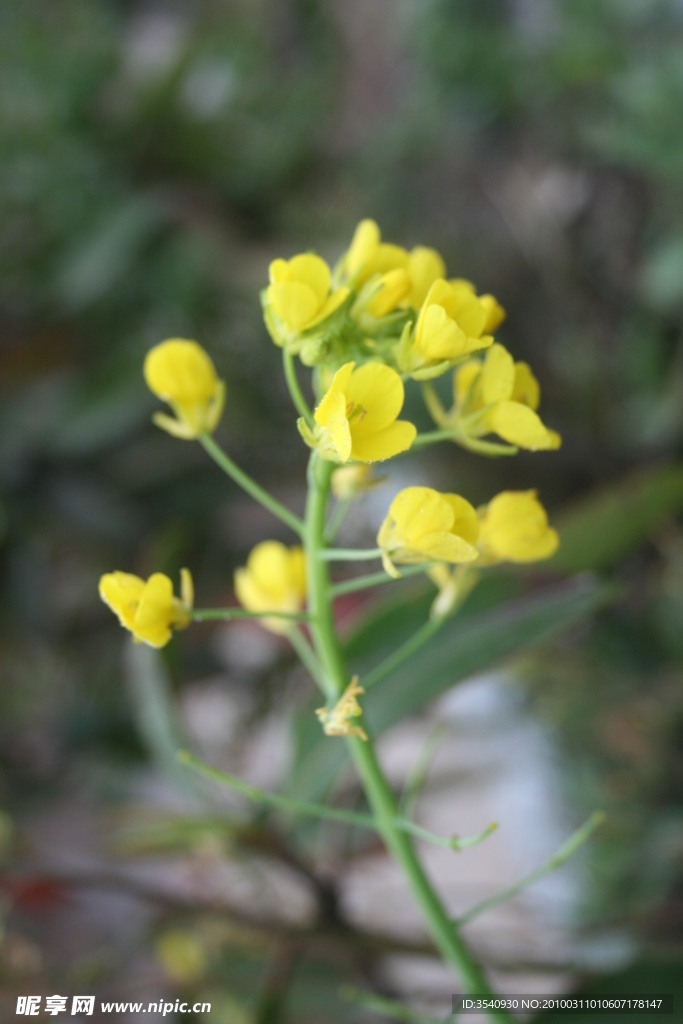 油菜花