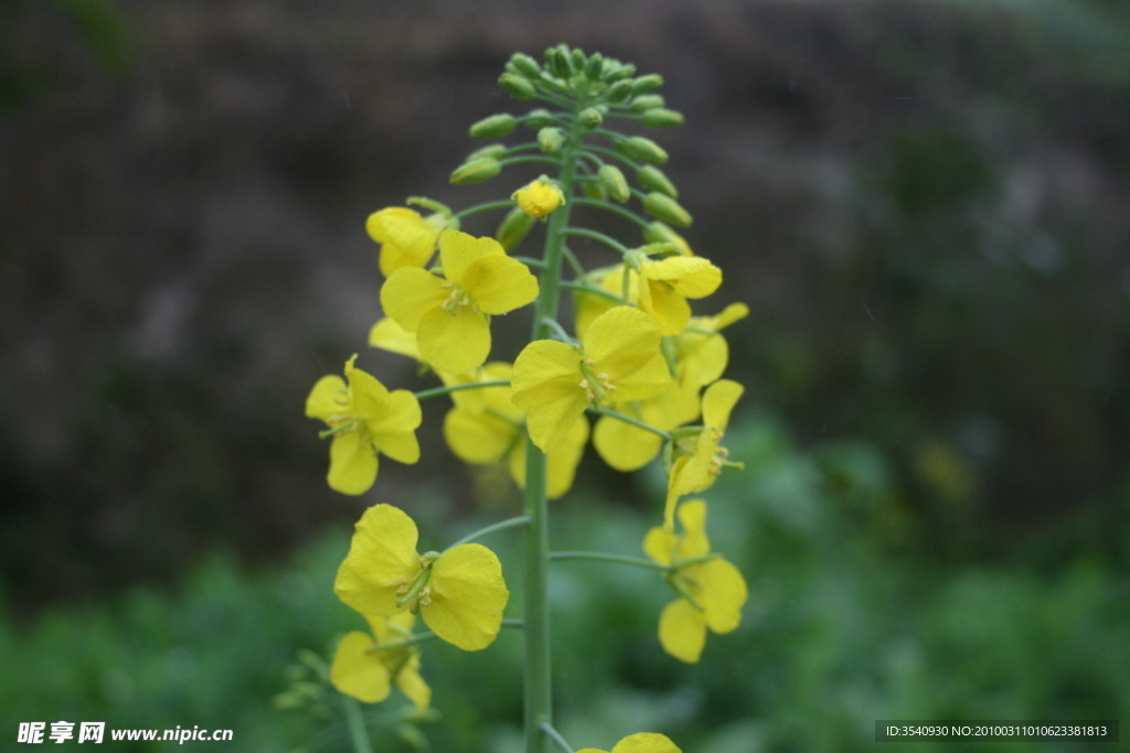 油菜花