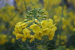 油菜花
