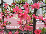 海棠花