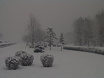 冬雪
