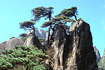 黄山松