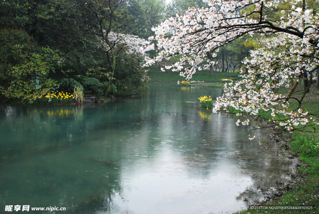 樱花 湖水