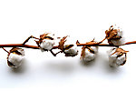 高清棉花图片