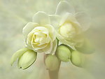 水仙花