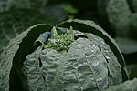 油菜