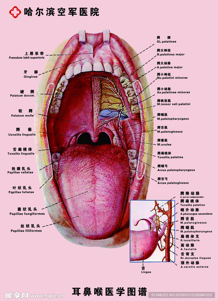 喉 咽 耳鼻喉 扁桃体 口腔 图谱 医院 广告 模板