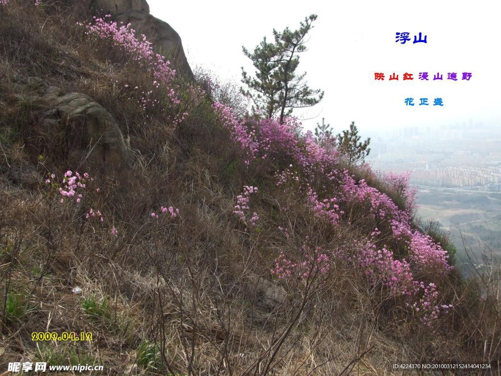 山花烂漫