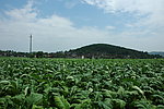 苏仙区烟草种植