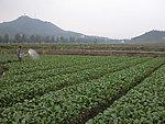 苏仙区蔬菜种植基地