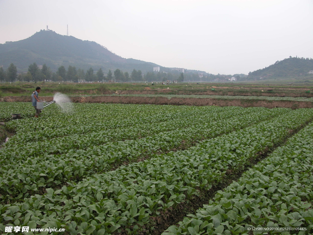苏仙区蔬菜种植基地
