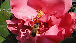 蜜蜂 茶花