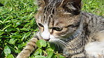 小猫
