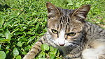 小猫