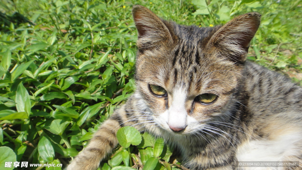 小猫