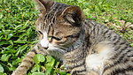 小猫