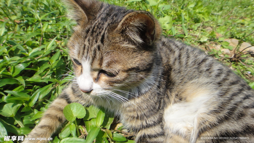 小猫