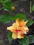 花儿