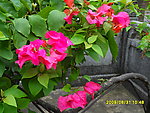 山花
