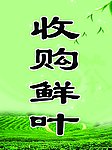 收购鲜叶