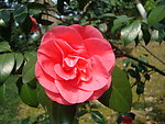 茶花