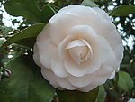 茶花