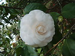 茶花