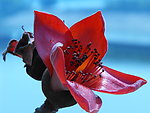 木棉花