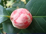 花蕾