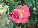 茶花