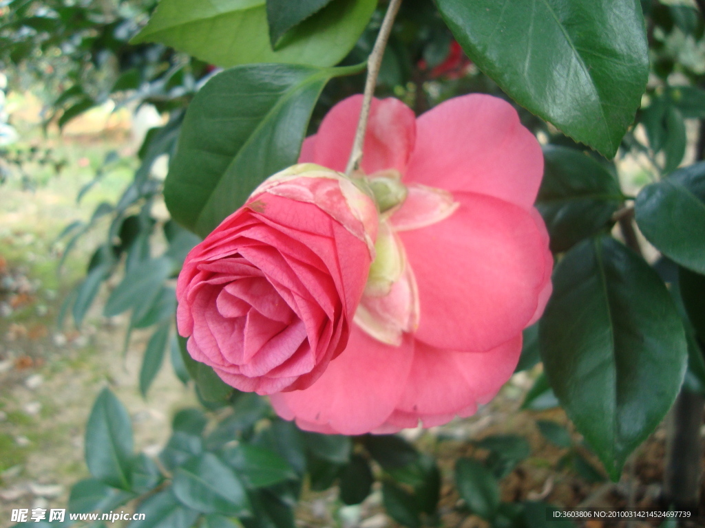 茶花