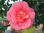 茶花