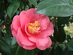 茶花
