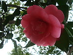 茶花