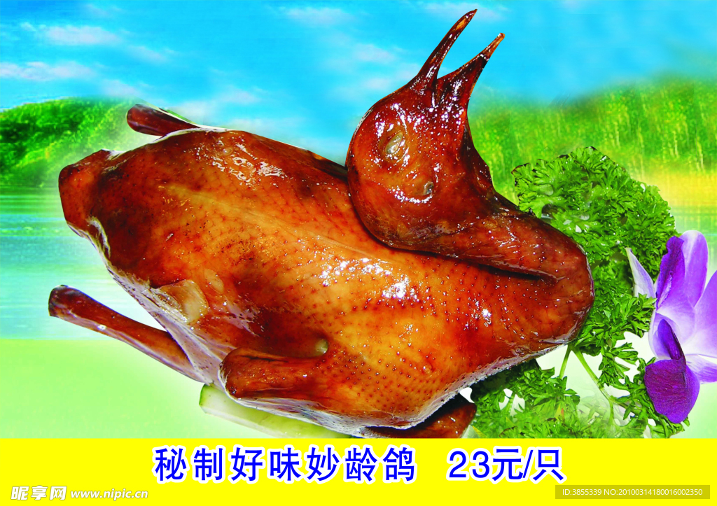 乳鸽