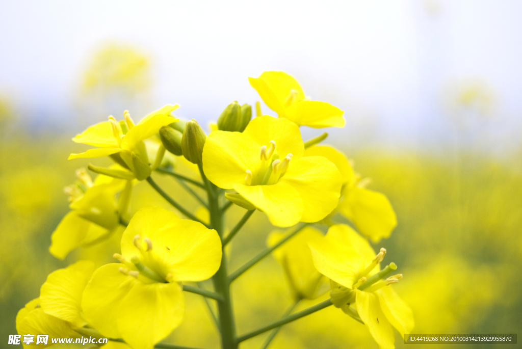 油菜花