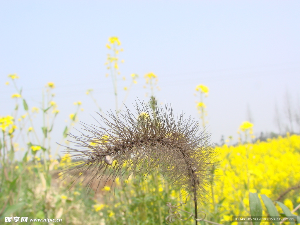 狗尾吧花