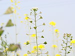 小花