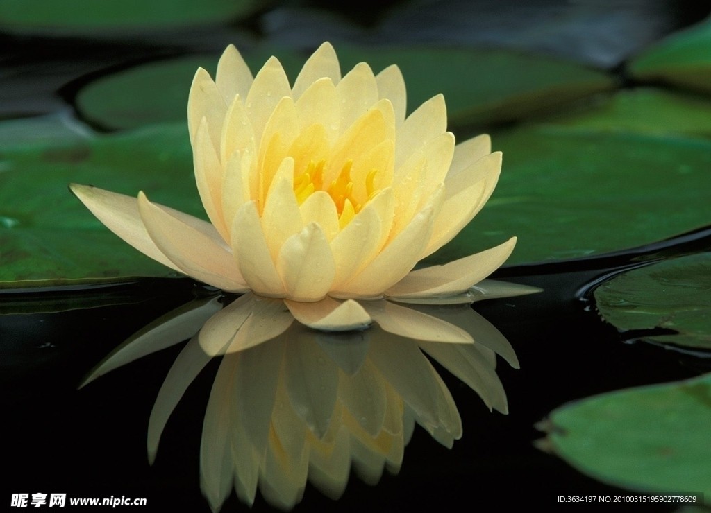 莲花矢量图