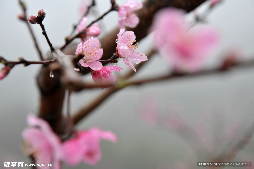 岩山桃花