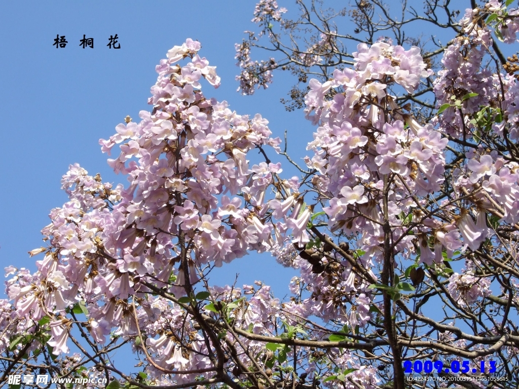 梧桐花