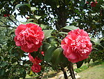 茶花