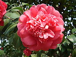 茶花