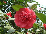 茶花
