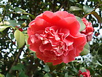 茶花