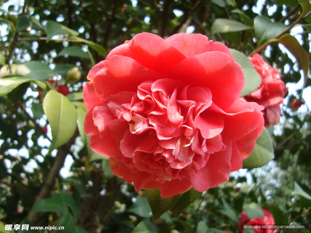 茶花