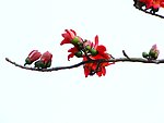 木棉花