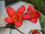 木棉花