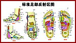 标准足部反射区